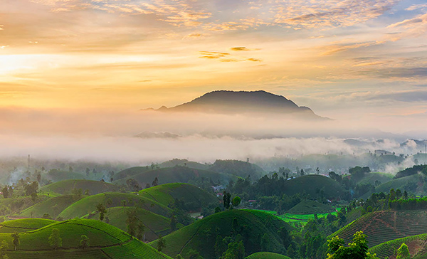 Voyage Vietnam/Collines de Thé vert de Long Coc Voyage Vietnam/Collines de Thé vert de Long Coc