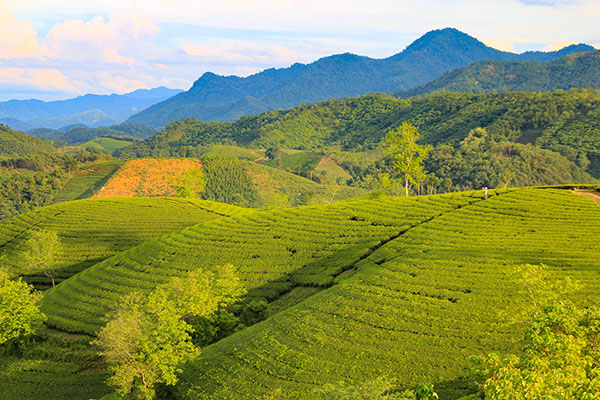 Voyage Vietnam/Collines de Thé vert de Long Coc Voyage Vietnam/Collines de Thé vert de Long Coc