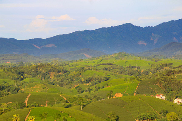Voyage Vietnam/Collines de Thé vert de Long Coc Voyage Vietnam/Collines de Thé vert de Long Coc