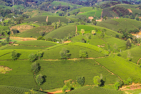 Voyage Vietnam/Collines de Thé vert de Long Coc Voyage Vietnam/Collines de Thé vert de Long Coc