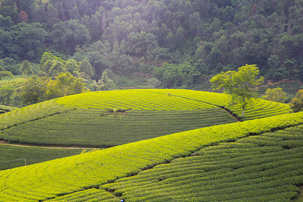 Voyage Vietnam/Collines de Thé vert de Long Coc Voyage Vietnam/Collines de Thé vert de Long Coc