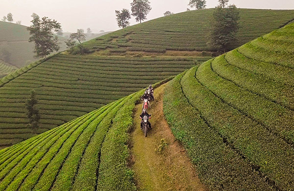 Voyage Vietnam/Collines de Thé vert de Long Coc Voyage Vietnam/Collines de Thé vert de Long Coc