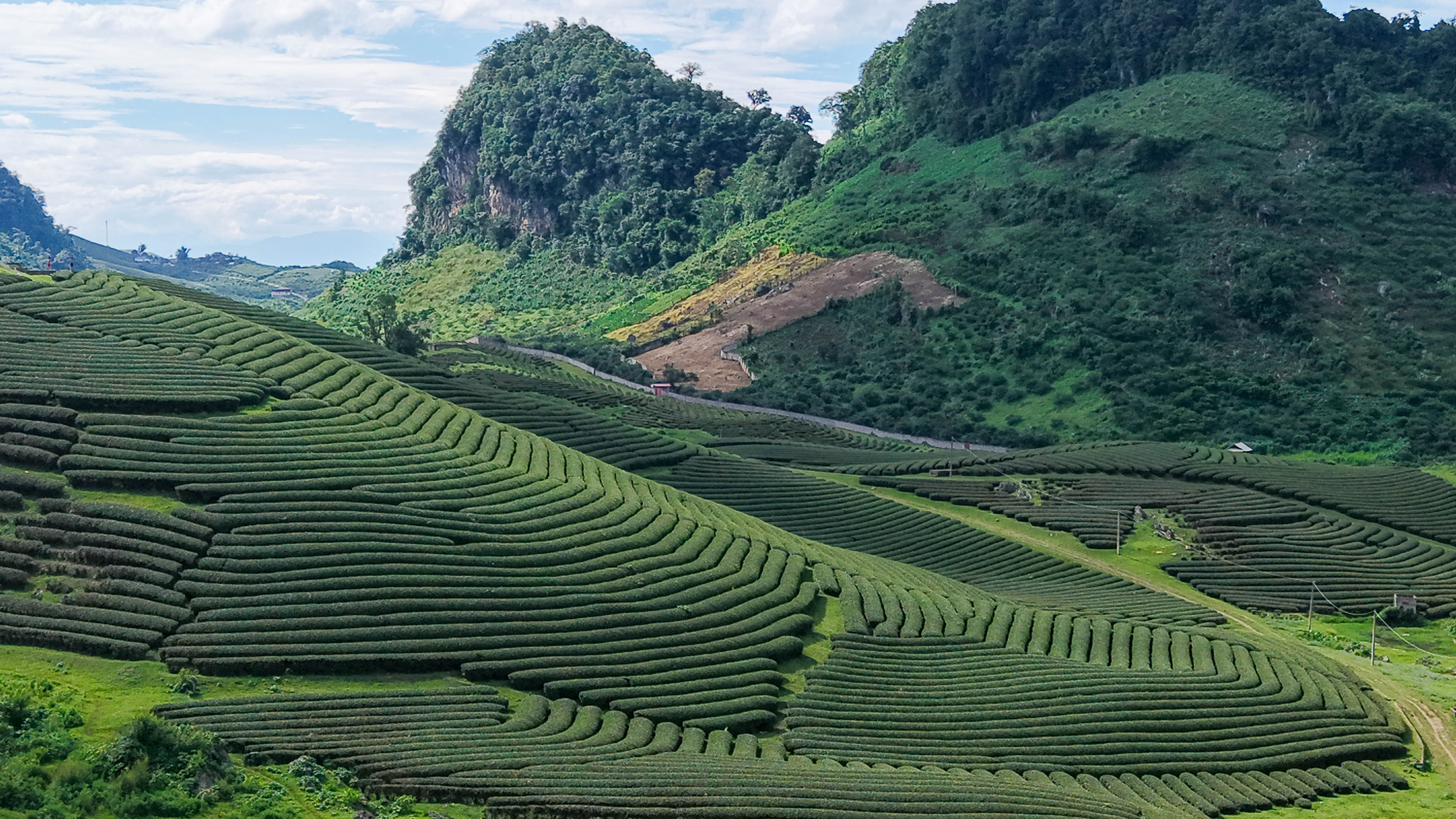 Champ de thé vert de Moc Chau Plantation de thé vert à Moc Chau au Vietnam