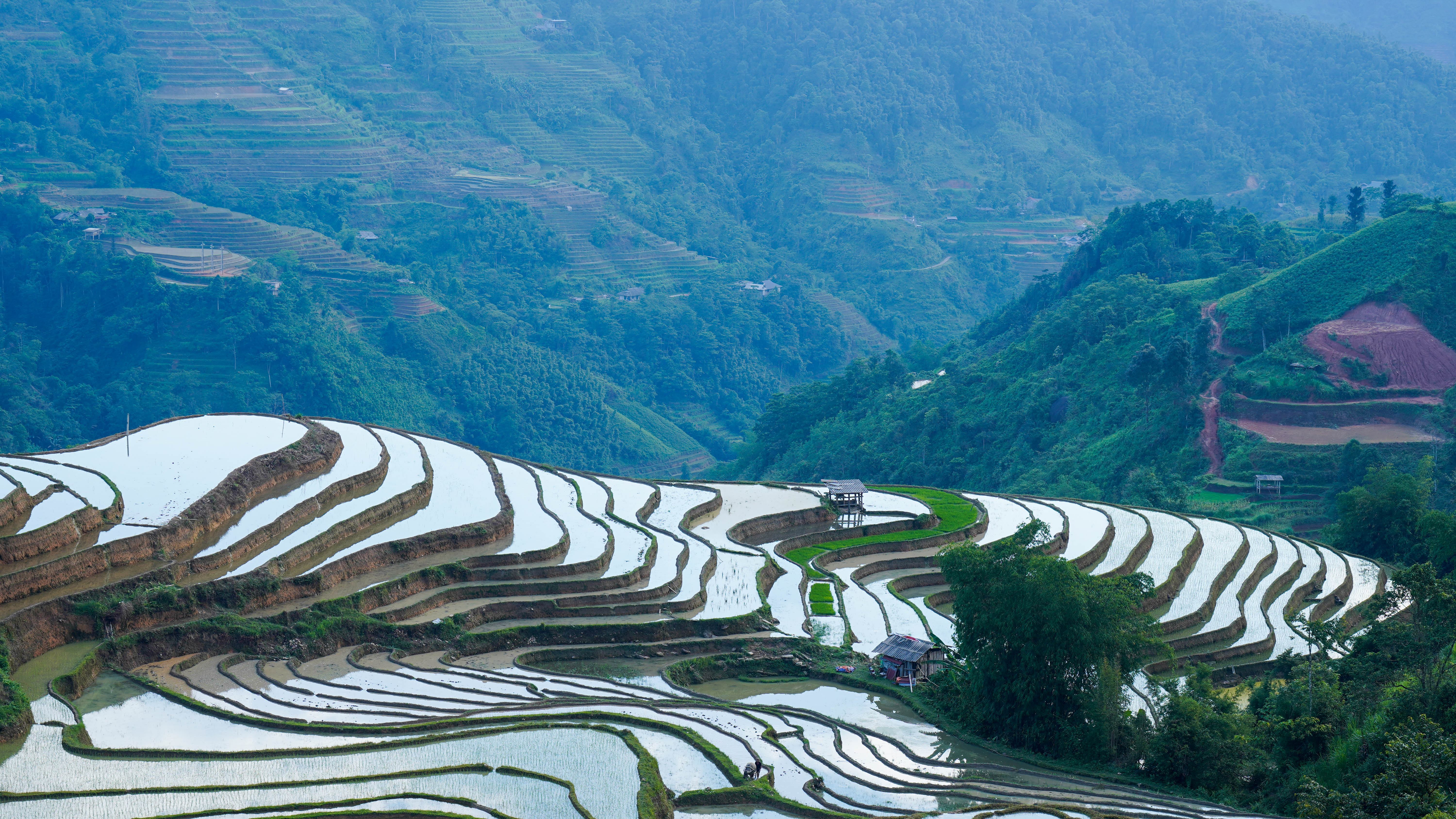 Préparation des rizières en terrasses à Hoang Su Phi Agriculteurs préparant les rizières en terrasses de Hoang Su Phi